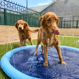 Dogs Sprinkler Pool